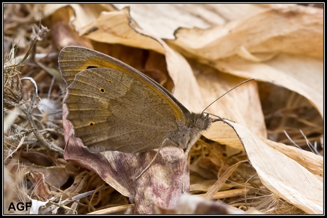 Maniola jurtina